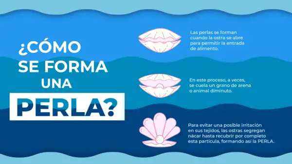 Ilustración explica cómo se forma una perla en una ostra. Las perlas se forman cuando la ostra se abre para alimentarse, y a veces, un grano de arena o un diminuto animal queda atrapado.